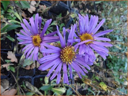 Aster amellus &#39;Blue King&#39;