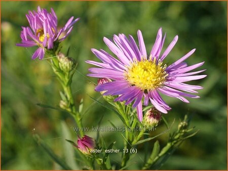 Aster &#39;Esther&#39;