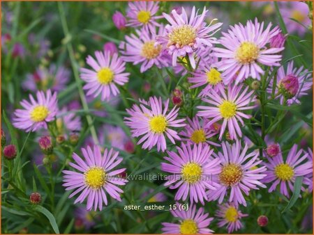 Aster &#39;Esther&#39;