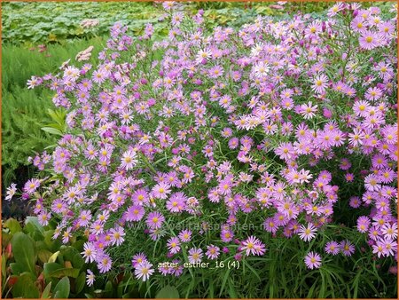 Aster &#39;Esther&#39;