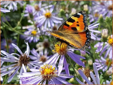 Aster macrophyllus &#39;Twilight&#39;