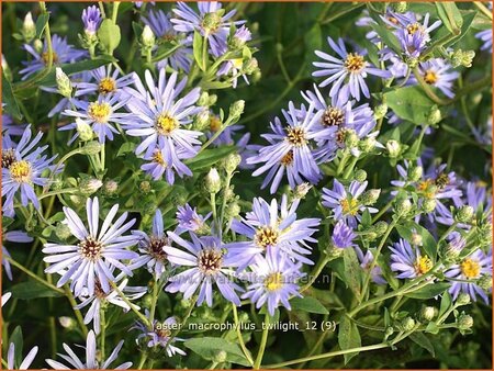 Aster macrophyllus &#39;Twilight&#39;