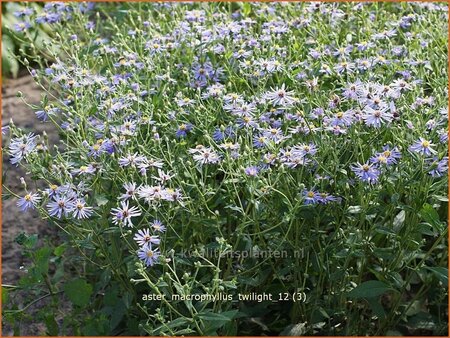 Aster macrophyllus &#39;Twilight&#39;