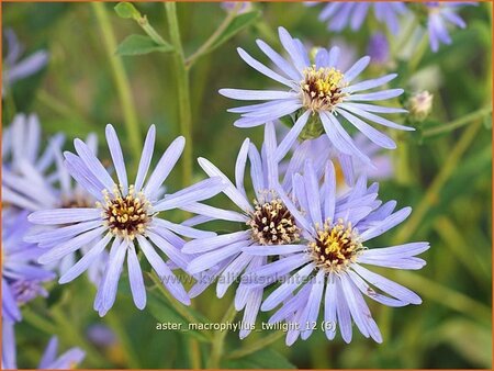 Aster macrophyllus &#39;Twilight&#39;