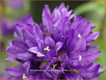 Campanula glomerata &#39;Joan Elliott&#39;