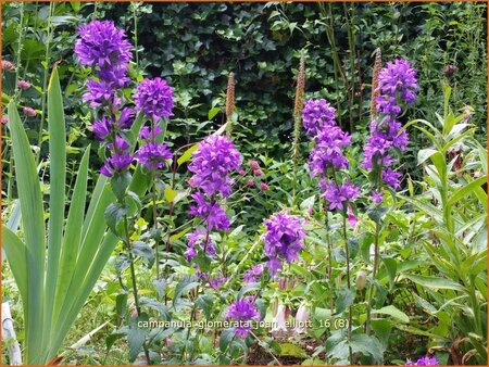 Campanula glomerata &#39;Joan Elliott&#39;