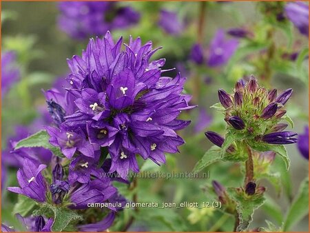 Campanula glomerata &#39;Joan Elliott&#39;