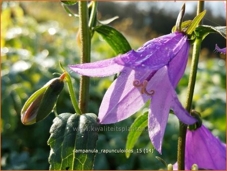 Campanula rapunculoides