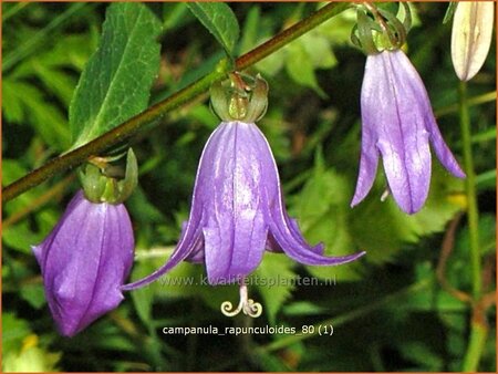 Campanula rapunculoides