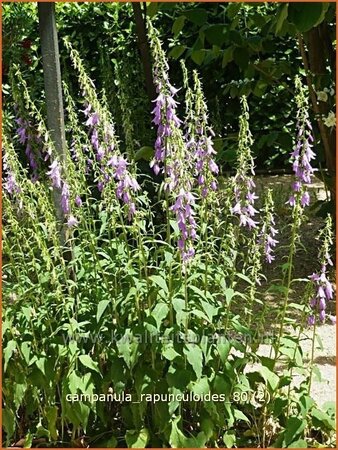 Campanula rapunculoides