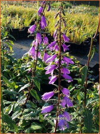 Campanula rapunculoides