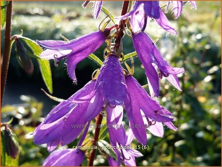 Campanula rapunculoides