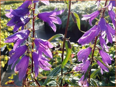 Campanula rapunculoides