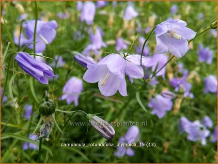 Campanula rotundifolia &#39;Olympica&#39;