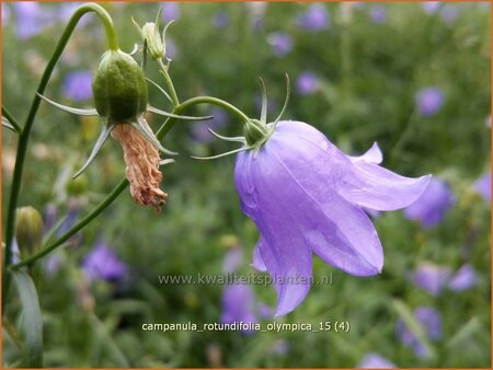 Campanula rotundifolia &#39;Olympica&#39;