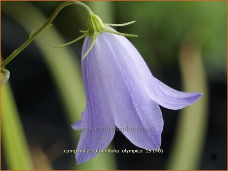 Campanula rotundifolia &#39;Olympica&#39;