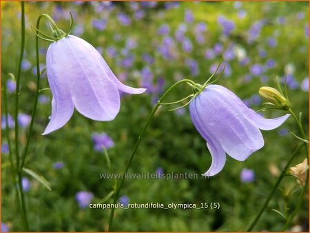 Campanula rotundifolia &#39;Olympica&#39;