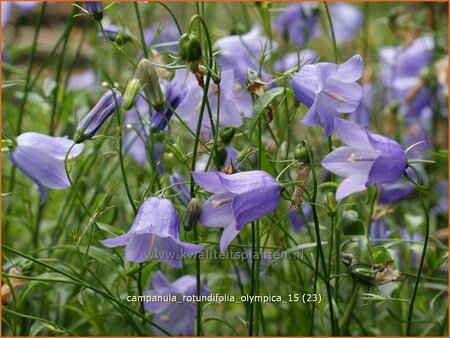 Campanula rotundifolia &#39;Olympica&#39;