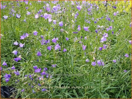 Campanula rotundifolia &#39;Olympica&#39;