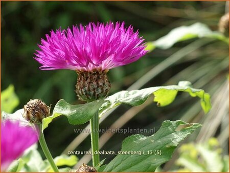 Centaurea dealbata &#39;Steenbergii&#39;