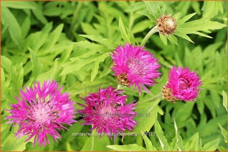 Centaurea dealbata &#39;Steenbergii&#39;