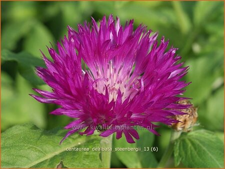 Centaurea dealbata &#39;Steenbergii&#39;