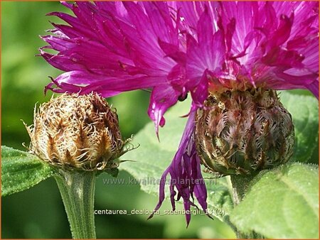 Centaurea dealbata &#39;Steenbergii&#39;