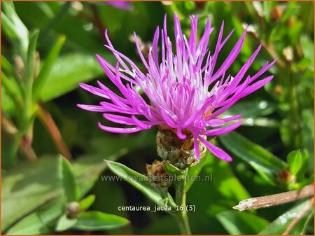 Centaurea jacea