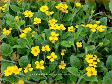 Chrysogonum virginianum &#39;Pierre&#39;