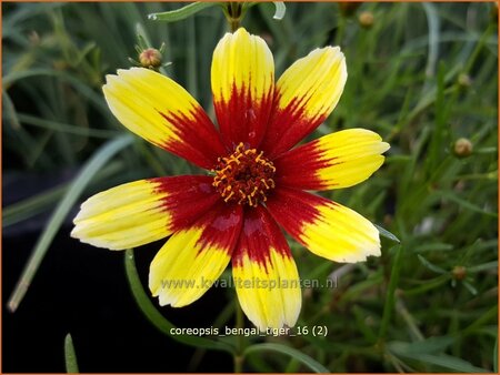 Coreopsis &#39;Bengal Tiger&#39;