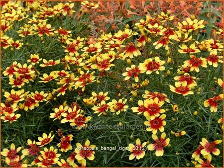 Coreopsis &#39;Bengal Tiger&#39;