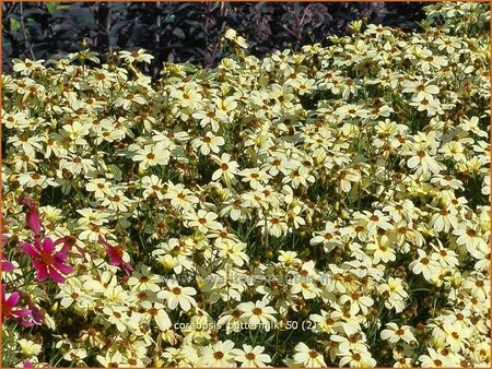 Coreopsis &#39;Buttermilk&#39;