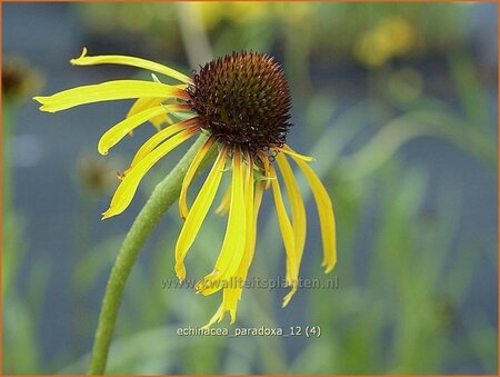 Echinacea paradoxa