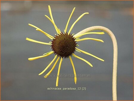 Echinacea paradoxa