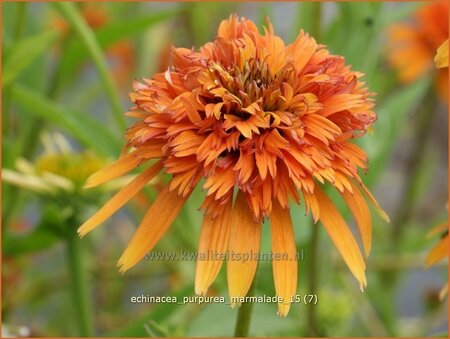 Echinacea purpurea &#39;Marmalade&#39;