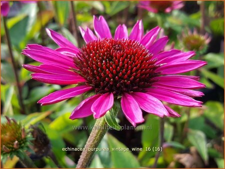 Echinacea purpurea &#39;Vintage Wine&#39;