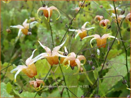 Epimedium &#39;Amber Queen&#39;