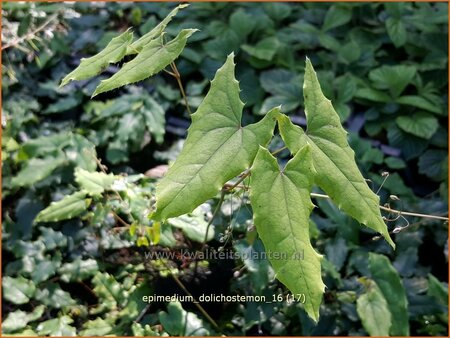 Epimedium dolichostemon