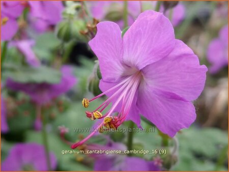 Geranium cantabrigiense &#39;Cambridge&#39;