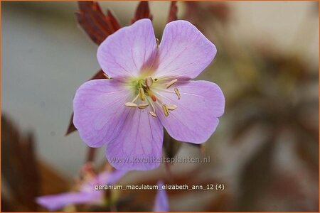 Geranium maculatum &#39;Elizabeth Ann&#39;
