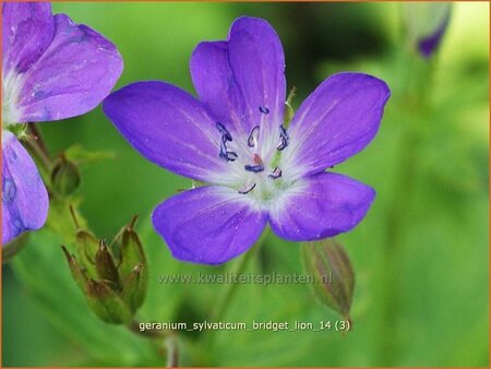 Geranium sylvaticum &#39;Bridget Lion&#39;