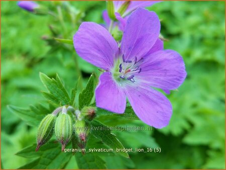 Geranium sylvaticum &#39;Bridget Lion&#39;