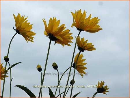 Helianthus atrorubens &#39;Gullick&#39;s Variety&#39;