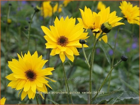 Helianthus atrorubens &#39;Gullick&#39;s Variety&#39;