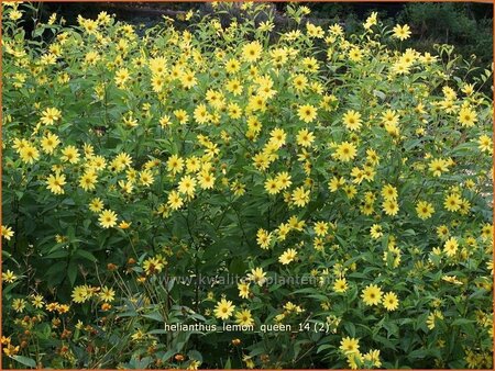 Helianthus &#39;Lemon Queen&#39;