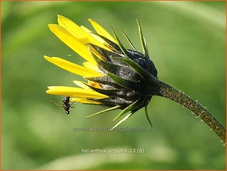 Helianthus orgyalis