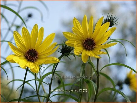 Helianthus orgyalis