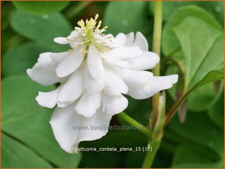 Houttuynia cordata &#39;Plena&#39;