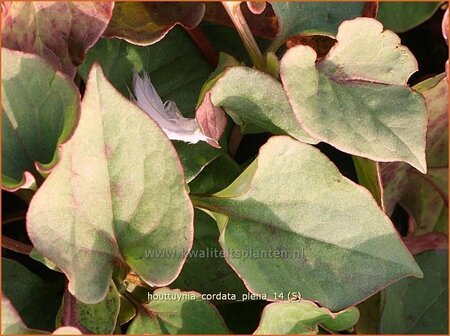 Houttuynia cordata &#39;Plena&#39;