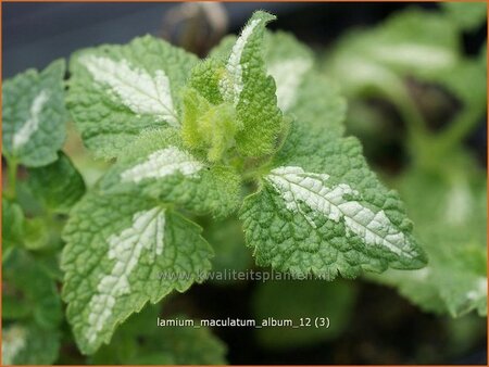 Lamium maculatum &#39;Album&#39;